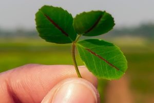 Three leaves in a hand to denote ESG - Pixahive